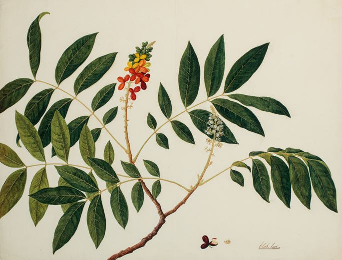 Botanical Study (likely Guioa pleuropteris) | MasterArt